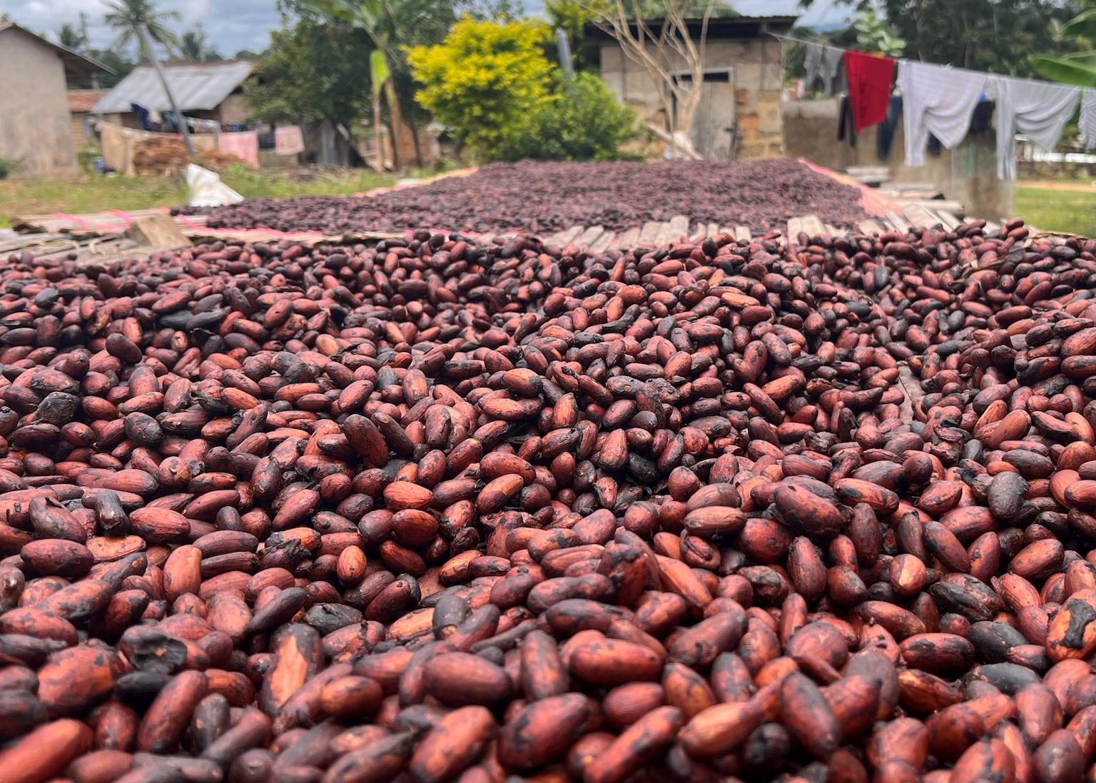 Study: Geoengineering insufficient to protect coffee, cacao, wine