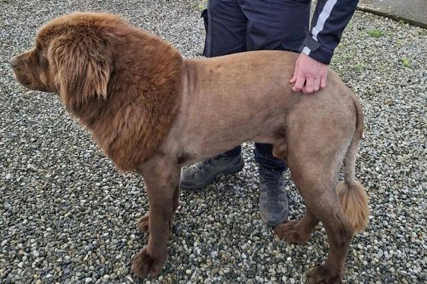 Irish 'Lion' Sighting Confirmed as Dog Named Mouse